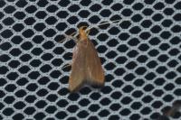 Eurodachtha pallicornella