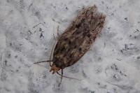 Hofmannophila pseudospretella