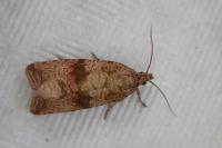 Celypha striana