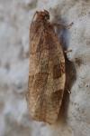 Choristoneura hebenstreitella