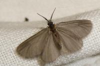 Apterona helicoidella