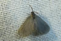 Apterona helicoidella