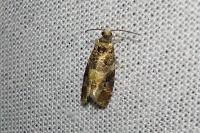Lobesia reliquana