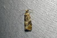 Lobesia reliquana
