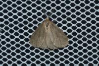 Bijugis bombycella