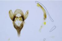 Bijugis bombycella