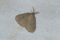 Bijugis bombycella