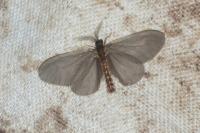 Sterrhopterix fusca