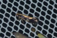 Monopis obviella