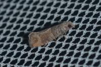 Clavigesta sylvestrana