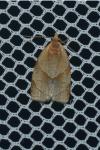 Clepsis rurinana