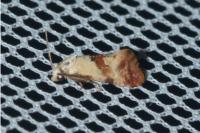 Cochylis epilinana
