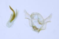 Cochylis epilinana