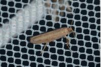 Ypsolopha ustella