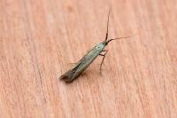 Coleophora