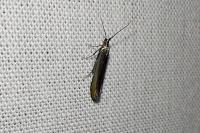 Coleophora