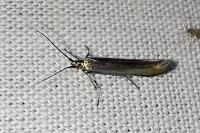 Coleophora