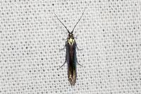 Coleophora