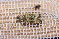 Celypha lacunana