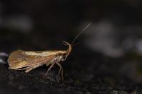 Harpella forficella