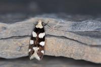 Pseudotelphusa tessella