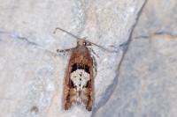 Epinotia brunnichana