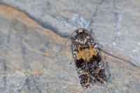 Ptycholomoides aeriferanus