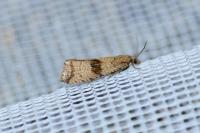 Celypha striana