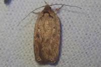 Agonopterix