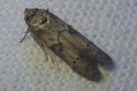Blastobasis glandulella