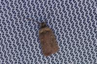 Agonopterix oinochroa