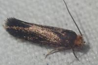 Cephimallota crassiflavella