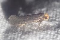 Cephimallota crassiflavella