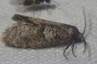 Penestoglossa dardoinella