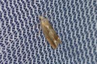 Eucosma