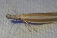 Pleurota aristella
