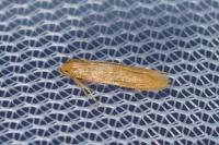 Haplochrois ochraceella