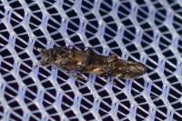Mompha miscella