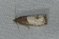 Notocelia roborana