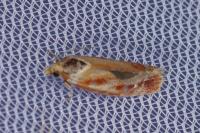 Rhyacionia buoliana