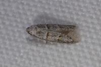 Symmocoides oxybiella