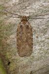 Agonopterix ciliella/heracliana