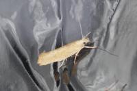 Ypsolopha alpella