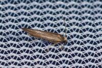 Zelleria hepariella