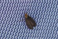 Cephimallota crassiflavella