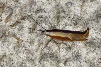 Ypsolopha dentella