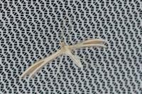 Puerphorus olbiadactylus