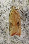 Agonopterix nervosa