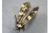 Oegoconia deauratella