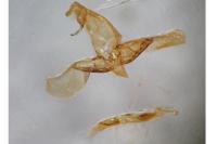 Oegoconia deauratella